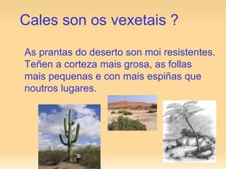 Cales son os vexetais ? As prantas do deserto son moi resistentes.  Teñen a corteza mais grosa, as follas mais pequenas e con mais espiñas que noutros lugares. 