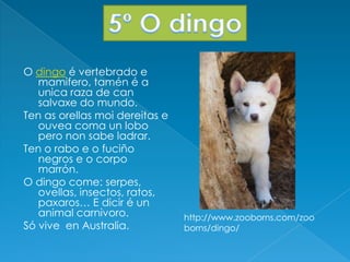 O dingo é vertebrado e
mamifero, tamén é a
unica raza de can
salvaxe do mundo.
Ten as orellas moi dereitas e
ouvea coma un lobo
pero non sabe ladrar.
Ten o rabo e o fuciño
negros e o corpo
marrón.
O dingo come: serpes,
ovellas, insectos, ratos,
paxaros… E dicir é un
animal carnivoro.
Só vive en Australia.
http://www.zooborns.com/zoo
borns/dingo/
 