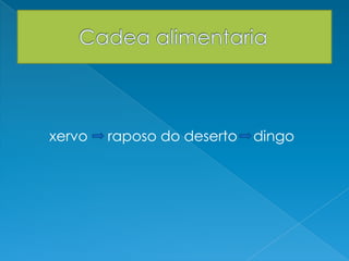 xervo raposo do deserto dingo
 