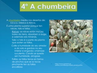 A chumbeira medra nos desertos de:
E.E.U.U, México e África.
É unha planta superior porque ten
raíces, talo e follas.
1. Raíces: as raíces están moi pa
baixo da terra, absorben a auga
e ademais sais minerais.
2. Talo: o talo é a parte da planta
que sosten as follas.
Colle a humidade do seu arredor
e do solo e gardaa no seu
interior e engorda; chámase
suculento. Cando se queda
sen humidade, arrúgase.
3. Follas: as follas tenas en forma
de pinchos que se os tocas
pinchante ten as follas
encollidas
 http://www.botanical-
online.com/floropuntiaficusindica.htm
 