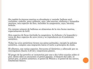 En cambio la riqueza marina es abundante y variada: ballena azul,
cachalote, caderón, gran calderón, orca, lobo marino, elefantes y leopardos
marinos, seis especies de foca, incluídas la cangrenera, raya, bacalao,
brótola.
Un enorme número de ballenas se alimentan de la rica fauna marina,
especialmente de krill.
Seis especies de focas (incluida la cangrejera, la elefante y la leopardo) y
cerca de doce especies de aves viven y se reproducen en el continente
antártico.
Todas las aves antárticas tienen sus patas palmadas, excepto la paloma
antártica, cumplen una migración hacia el norte a principios de otoño.
El albatros, con varias especies, frecuenta el Antártico y sobresale por su
envergadura (hasta 3,40 m) y majestuoso planeo.
El grupo de los petreles se caracteriza por uno o dos tubos nasales sobre el
pico. Entre ellos se encuentra el petrel gigante, el damero del cabo, el
petrel gris, el petrel antártico, el petrel de Wilson y el petrel de las nieves,
totalmente blanco.
 