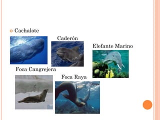  Cachalote
 Caderón
 Elefante Marino

Foca Cangrejera
Foca Raya
 