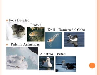  Foca Bacalao
 Brótola
 Krill Damero del Cabo


 Paloma Antárticas
Albatros Petrel
 
