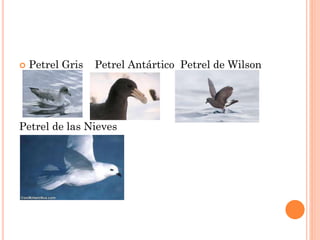  Petrel Gris Petrel Antártico Petrel de Wilson
Petrel de las Nieves
 