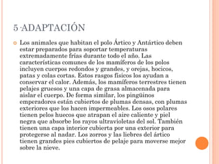 5·ADAPTACIÓN
 Los animales que habitan el polo Ártico y Antártico deben
estar preparados para soportar temperaturas
extremadamente frías durante todo el año. Las
características comunes de los mamíferos de los polos
incluyen cuerpos redondos y grandes, y orejas, hocicos,
patas y colas cortas. Estos rasgos físicos los ayudan a
conservar el calor. Además, los mamíferos terrestres tienen
pelajes gruesos y una capa de grasa almacenada para
aislar el cuerpo. De forma similar, los pingüinos
emperadores están cubiertos de plumas densas, con plumas
exteriores que los hacen impermeables. Los osos polares
tienen pelos huecos que atrapan el aire caliente y piel
negra que absorbe los rayos ultravioletas del sol. También
tienen una capa interior cubierta por una exterior para
protegerse al nadar. Los zorros y las liebres del ártico
tienen grandes pies cubiertos de pelaje para moverse mejor
sobre la nieve.
 