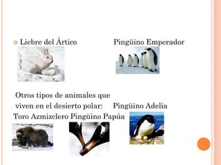  Liebre del Ártico Pingüino Emperador
Otros tipos de animales que
viven en el desierto polar: Pingüino Adelia
Toro Azmizclero Pingüino Papúa
 