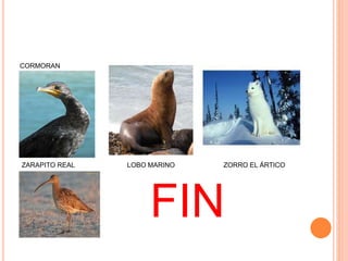 CORMORAN
ZARAPITO REAL LOBO MARINO ZORRO EL ÁRTICO
FIN
 