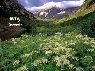 (porquê) Why 