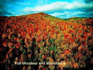 Full of colour and abundance,