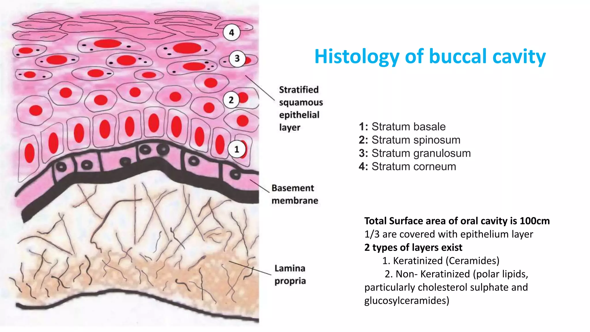 1: Stratum basale
2: Stratum spinosum
3: Stratum granulosum
4: Stratum corneum
Histology of buccal cavity
Total Surface area of oral cavity is 100cm
1/3 are covered with epithelium layer
2 types of layers exist
1. Keratinized (Ceramides)
2. Non- Keratinized (polar lipids,
particularly cholesterol sulphate and
glucosylceramides)
 