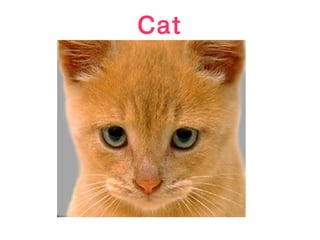 Cat
 