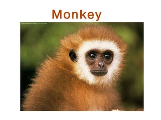 Monkey
 