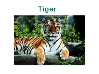 Tiger
 