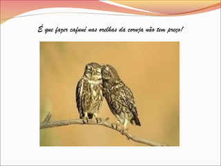 É que fazer cafuné nas orelhas da coruja não tem preço!
 