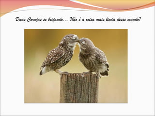 Duas Corujas se beijando... Não é a coisa mais linda desse mundo?
 