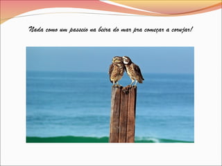 Nada como um passeio na beira do mar pra começar a corujar!
 