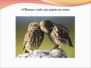 A Natureza é ninho mais perfeito pra corujar
 