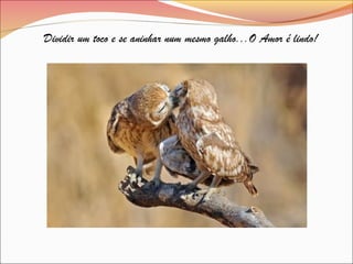 Dividir um toco e se aninhar num mesmo galho...O Amor é lindo!
 