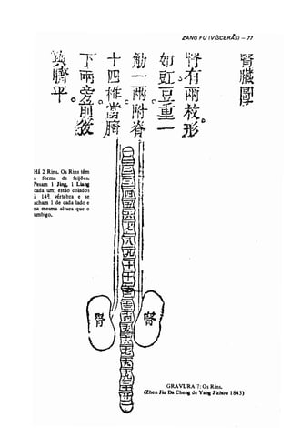Há 2 Rins. Os Rins têm 
a forma de feijões. 
Pesam 1 Jing, 1 Liang 
cada um; estão colados 
à 14~ vértebra e se 
acham 1 de cada lado e 
na mesma aitura que o 
umbigo. 
ZANG FU (VíSCERÀS) - 77 
GRAVURA 7: Os Rins. 
(Zhen Jiu Da Cheng de Yang Jizbou 1843) 
 