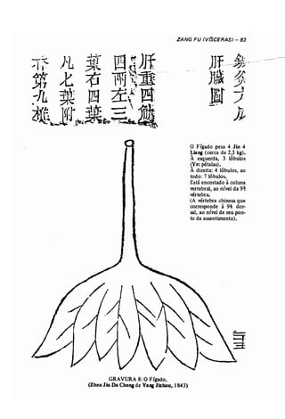 ZANG FU (V(SCERAS) - 83 
o Fígado pesa 4 Jin 4 
Liang (cerca de 2,5 kg). 
À esquerda, 3 lóbulos 
ie: pétalas). 
A direita: 4 lóbulos, ao 
todo: 7 lóbulos. 
Está encostado à coluna 
vertebral, ao nível da 9é! 
vértebra. 
(A vértebra chinesa que 
corresponde à 9~ dor­sal, 
ao nível de seu pon.. 
to de assentimento). 
GRAVURA 8: O Fígado. 
(Zhen Jiu Da Chena de Ya.. Jizhou, 1843) 
 