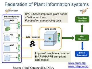 Federation of Plant Information systems
Data end points
INRA
VIB
WUR
...
Data Cache
Data Harvester Web
Service
Web User
interface
Batch
Download
BrAPI-based improved plant portal
+ Validation tools
Focused on phenotyping data
Improve/complete a common
BrAPI/MIAPPE compliant
data model
www.brapi.org
www.miappe.org
Source : Hadi Quesneville, INRA
 