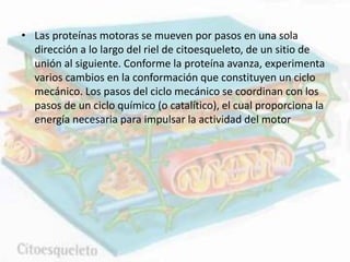 • Las proteínas motoras se mueven por pasos en una sola
dirección a lo largo del riel de citoesqueleto, de un sitio de
unión al siguiente. Conforme la proteína avanza, experimenta
varios cambios en la conformación que constituyen un ciclo
mecánico. Los pasos del ciclo mecánico se coordinan con los
pasos de un ciclo químico (o catalítico), el cual proporciona la
energía necesaria para impulsar la actividad del motor
 