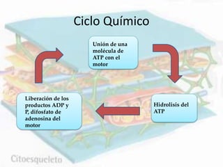 Unión de una
molécula de
ATP con el
motor
Hidrolisis del
ATP
Liberación de los
productos ADP y
P, difosfato de
adenosina del
motor
Ciclo Químico
 