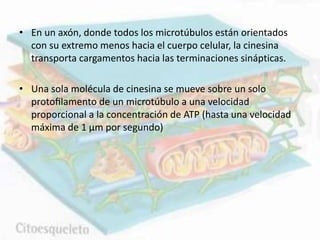 • En un axón, donde todos los microtúbulos están orientados
con su extremo menos hacia el cuerpo celular, la cinesina
transporta cargamentos hacia las terminaciones sinápticas.
• Una sola molécula de cinesina se mueve sobre un solo
protoﬁlamento de un microtúbulo a una velocidad
proporcional a la concentración de ATP (hasta una velocidad
máxima de 1 μm por segundo)
 