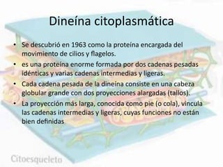 Dineína citoplasmática
• Se descubrió en 1963 como la proteína encargada del
movimiento de cilios y ﬂagelos.
• es una proteína enorme formada por dos cadenas pesadas
idénticas y varias cadenas intermedias y ligeras.
• Cada cadena pesada de la dineína consiste en una cabeza
globular grande con dos proyecciones alargadas (tallos).
• La proyección más larga, conocida como pie (o cola), vincula
las cadenas intermedias y ligeras, cuyas funciones no están
bien deﬁnidas
 