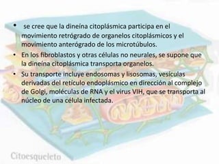 • se cree que la dineína citoplásmica participa en el
movimiento retrógrado de organelos citoplásmicos y el
movimiento anterógrado de los microtúbulos.
• En los ﬁbroblastos y otras células no neurales, se supone que
la dineína citoplásmica transporta organelos.
• Su transporte incluye endosomas y lisosomas, vesículas
derivadas del retículo endoplásmico en dirección al complejo
de Golgi, moléculas de RNA y el virus VIH, que se transporta al
núcleo de una célula infectada.
 