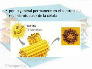• por lo general permanece en el centro de la
red microtubular de la célula
 