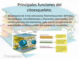 Principales funciones del
citoesqueleto.
• Se compone de 3 tres estructuras filamentosas bien definidas,
microtúbulos, microfilamentos y filamentos intermedios, que
constituyen una red interactiva, cada uno es un polímero de
subunidades proteicas unidas por enlaces no covalentes.
 