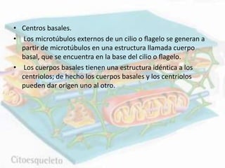 • Centros basales.
• Los microtúbulos externos de un cilio o ﬂagelo se generan a
partir de microtúbulos en una estructura llamada cuerpo
basal, que se encuentra en la base del cilio o ﬂagelo.
• Los cuerpos basales tienen una estructura idéntica a los
centriolos; de hecho los cuerpos basales y los centriolos
pueden dar origen uno al otro.
 