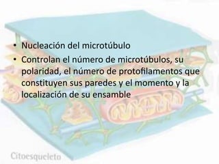 • Nucleación del microtúbulo
• Controlan el número de microtúbulos, su
polaridad, el número de protoﬁlamentos que
constituyen sus paredes y el momento y la
localización de su ensamble
 