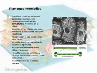 Son fibras proteicas resistentes,
parecidas a cuerdas, que
desempeñan una función
estructural o mecánica en la
célula.
Abundan en las células que están
sometidas a importantes tensiones
mecánicas
Varían según el tipo celular. Entre
ellos están:
• Los filamentos de queratina de
las células epiteliales.
• Los neurofilamentos de las
células nerviosas.
• Los filamentos de vimentina y
otras proteínas relacionadas, como
la desmina.
• Los filamentos de la lámina
nuclear.
Filamentos intermedios.
 