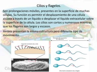 Son prolongaciones móviles, presentes en la superficie de muchas
células. Su función es permitir el desplazamiento de una célula
aislada a través de un líquido o desplazar el líquido extracelular sobre
la superficie de la célula. Los cilios son cortos y numerosos mientras
que los flagelos son largos y escasos.
Ambos presentan la misma estructura pero diferente tipo de
movimiento.
Cilios y flagelos.
 
