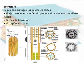 Estructura
Se pueden distinguir las siguientes partes:
• el eje o axonema cuya flexión produce el movimiento del cilio o
flagelo.
• la zona de transición.
• el corpúsculo basal.
 