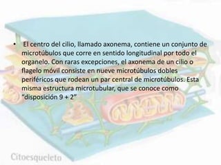 • El centro del cilio, llamado axonema, contiene un conjunto de
microtúbulos que corre en sentido longitudinal por todo el
organelo. Con raras excepciones, el axonema de un cilio o
ﬂagelo móvil consiste en nueve microtúbulos dobles
periféricos que rodean un par central de microtúbulos. Esta
misma estructura microtubular, que se conoce como
“disposición 9 + 2”
 