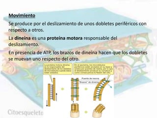 Movimiento
Se produce por el deslizamiento de unos dobletes periféricos con
respecto a otros.
La dineína es una proteína motora responsable del
deslizamiento.
En presencia de ATP, los brazos de dineína hacen que los dobletes
se muevan uno respecto del otro.
 