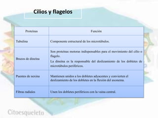 Proteínas Función
Tubulina Componente estructural de los microtúbulos.
Brazos de dineína
Son proteínas motoras indispensables para el movimiento del cilio o
flagelo.
La dineína es la responsable del deslizamiento de los dobletes de
microtúbulos periféricos.
Puentes de nexina Mantienen unidos a los dobletes adyacentes y convierten el
deslizamiento de los dobletes en la flexión del axonema.
Fibras radiales Unen los dobletes periféricos con la vaina central.
Cilios y flagelos
 