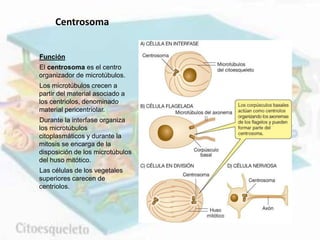 Función
El centrosoma es el centro
organizador de microtúbulos.
Los microtúbulos crecen a
partir del material asociado a
los centriolos, denominado
material pericentriolar.
Durante la interfase organiza
los microtúbulos
citoplasmáticos y durante la
mitosis se encarga de la
disposición de los microtúbulos
del huso mitótico.
Las células de los vegetales
superiores carecen de
centriolos.
Centrosoma
 
