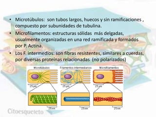• Microtúbulos: son tubos largos, huecos y sin ramificaciones ,
compuesto por subunidades de tubulina.
• Microfilamentos: estructuras sólidas más delgadas,
usualmente organizadas en una red ramificada y formados
por P. Actina.
• Los F. intermedios: son fibras resistentes, similares a cuerdas,
por diversas proteínas relacionadas (no polarizados)
 