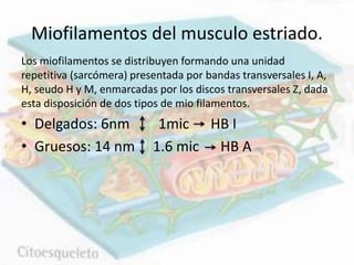 Miofilamentos del musculo estriado.
Los miofilamentos se distribuyen formando una unidad
repetitiva (sarcómera) presentada por bandas transversales I, A,
H, seudo H y M, enmarcadas por los discos transversales Z, dada
esta disposición de dos tipos de mio filamentos.
• Delgados: 6nm 1mic HB I
• Gruesos: 14 nm 1.6 mic HB A
 