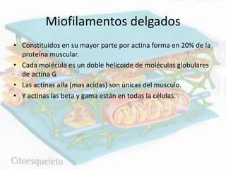 Miofilamentos delgados
• Constituidos en su mayor parte por actina forma en 20% de la
proteína muscular.
• Cada molécula es un doble helicoide de moléculas globulares
de actina G
• Las actinas alfa (mas acidas) son únicas del musculo.
• Y actinas las beta y gama están en todas la células.
 