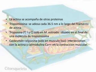 • La actina se acompaña de otras proteinas
• Tropomiosina: se adosa cada 36.5 nm a lo largo del filamento
de actina
• Troponina (T, I y C) solo en M. estirado: situado en el final de
una molécula de tropomiosina
• Caldesmón calponina (solo en musculo liso): interaccionan
con la actina y calmodulina Ca++ en la contracción muscular.
 