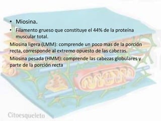 • Miosina.
• Filamento grueso que constituye el 44% de la proteína
muscular total.
Miosina ligera (LMM): comprende un poco mas de la porción
recta, corresponde al extremo opuesto de las cabezas.
Miosina pesada (HMM): comprende las cabezas globulares y
parte de la porción recta
 