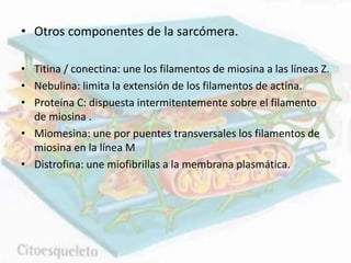 • Otros componentes de la sarcómera.
• Titina / conectina: une los filamentos de miosina a las líneas Z.
• Nebulina: limita la extensión de los filamentos de actina.
• Proteína C: dispuesta intermitentemente sobre el filamento
de miosina .
• Miomesina: une por puentes transversales los filamentos de
miosina en la línea M
• Distrofina: une miofibrillas a la membrana plasmática.
 