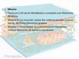 • Miosina
• Forma en 2.5% de los fibroblastos y compaña a los filamentos
de actina.
• Miosina ll / no muscular: posee dos cadenas pesadas y cuarto
ligeras. No forma filamentos gruesos.
• Miosina I / minimiosina: no polimerizada en filamentos,
conecta filamentos de actina la membrana.
 