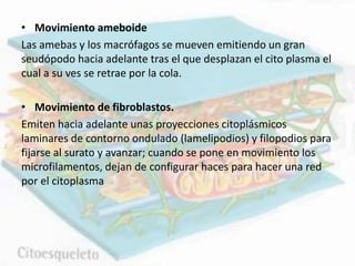 • Movimiento ameboide
Las amebas y los macrófagos se mueven emitiendo un gran
seudópodo hacia adelante tras el que desplazan el cito plasma el
cual a su ves se retrae por la cola.
• Movimiento de fibroblastos.
Emiten hacia adelante unas proyecciones citoplásmicos
laminares de contorno ondulado (lamelipodios) y filopodios para
fijarse al surato y avanzar; cuando se pone en movimiento los
microfilamentos, dejan de configurar haces para hacer una red
por el citoplasma
 