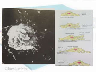 Citoesqueleto y movilidad celular